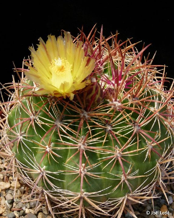 Ferocactus viridescens v. littoralis JL, BCN, Mexico JLcoll.1738